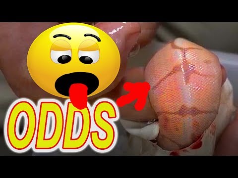 YouTube reptile video