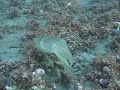 Pulsing Stripe Cuttlefish - amazing shapes and colours