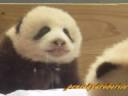 Twin Panda Babies, Meihin & Eihin 双子のパンダの赤ちゃん、梅浜＆永浜 　2008-12-1