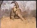 YouTube - Lion vs giraffe