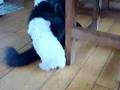 Bichón Boloñés video