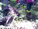 kuha dahon ng saging