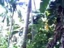 kuha dahon ng saging