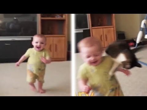 Funny Animal Videos - Over 13 Minutes Of Hilarious And Cute Animal Moments