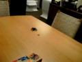 At work with the trantula