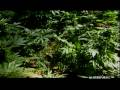  - MovieZen Video