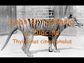 animales extintos