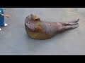 セイウチの腹筋