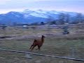 AlpacaRunningFun2