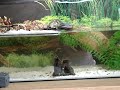 yellow belly terrapins