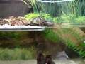 yellow belly terrapins