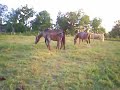 Flemingsburg horses Flemingsburg horses