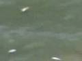 Dead Fishes TMP Vclip 70908