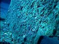 Oahu Wreck Dive: the YO-257 Part 2--Swim-through!
