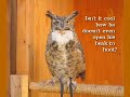 Great Horned Owl hooting. Great Horned Owl hooting.