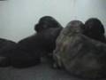 Bouvier-puppies