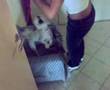 Bichón Boloñés video