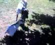 Goat fight, Dog fight, goat vs dog