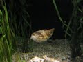 Cuddlefish