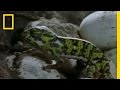 Chameleon Moms: Wandering Women