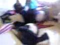 Meeh&+ChloFuni.3gp