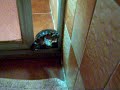 Turtle (Parmenides Langerhans)