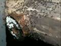 lagu jorok lucu - free flv video @ vwatch.tv