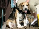 Beagle burger 08