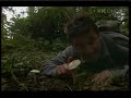 bill o'dea mushroom hunt