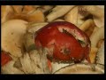 bill o'dea mushroom hunt