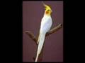 Cockatiel Slideshow