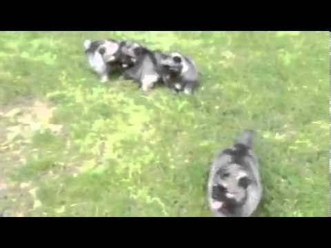 AKC Keeshond puppies
