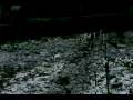 videos de Papillon Puppy Savina's First Snow