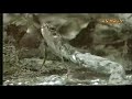 snake eating live fish