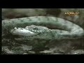 snake-eats-alligator-1.html