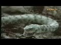 snake eating live fish