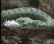 Snake-eating-live-fi