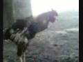 coak Crazy .flv