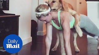 Playful dog makes push-ups impossible for his very