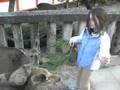 Wild Deer on Miajima Island