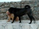 SHAR PEI  KIOMA FILHOTE � VENDA