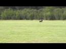 Faxon Lure Coursing June 2007