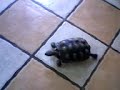 La tortuga