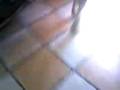 videos de La tortuga
