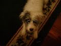 Zoe the Whispering Dog Again