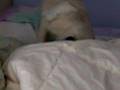 Pug video