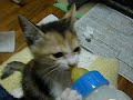 ミルクⅡ