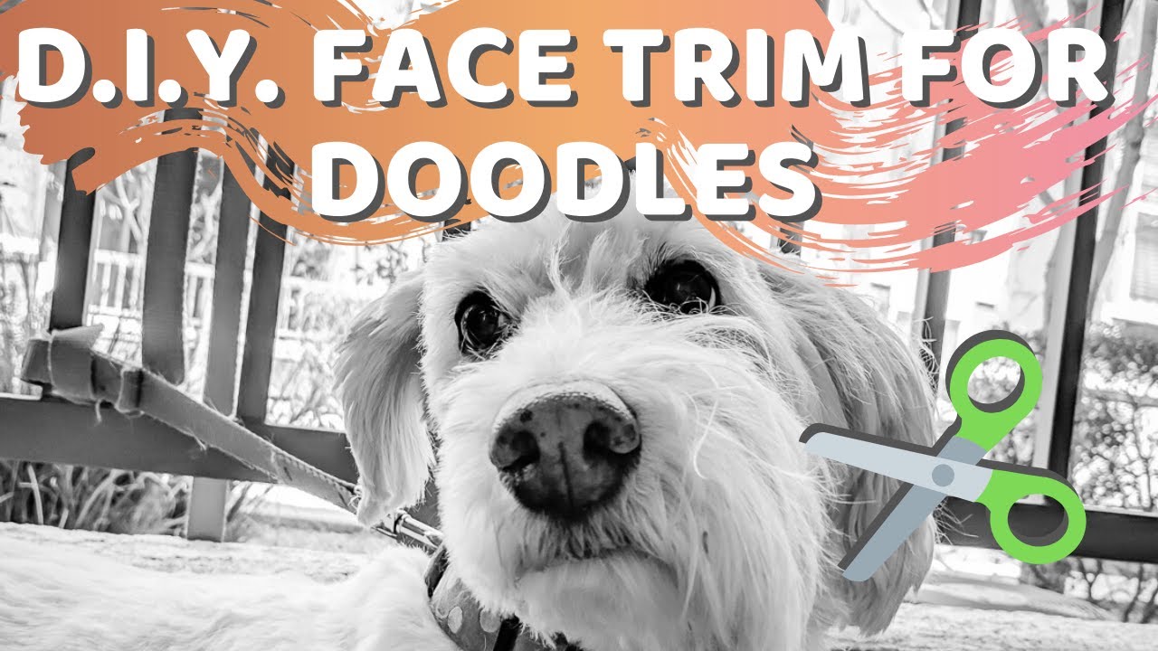 How To Trim Shih Tzu Hair Around Eyes OPawTime