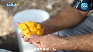 قرية فلامية فاكهة  المانجا  تغزو مزارعها