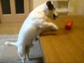 おもちゃを取りたい犬.wmv